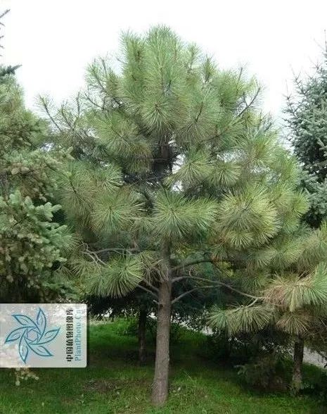 树种介绍